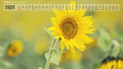 2020年6月份向日葵背景日历壁纸图片