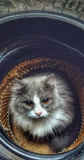 可爱的家养灰色萌猫高清4K手机壁纸套图