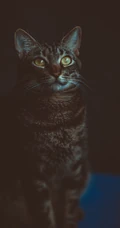 可爱的家养灰色萌猫高清4K手机壁纸套图