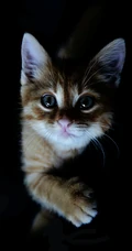 可爱的家养灰色萌猫高清4K手机壁纸套图