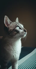 可爱的家养灰色萌猫高清4K手机壁纸套图