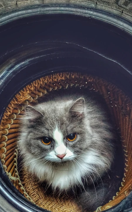 可爱的家养灰色萌猫高清4K手机壁纸套图