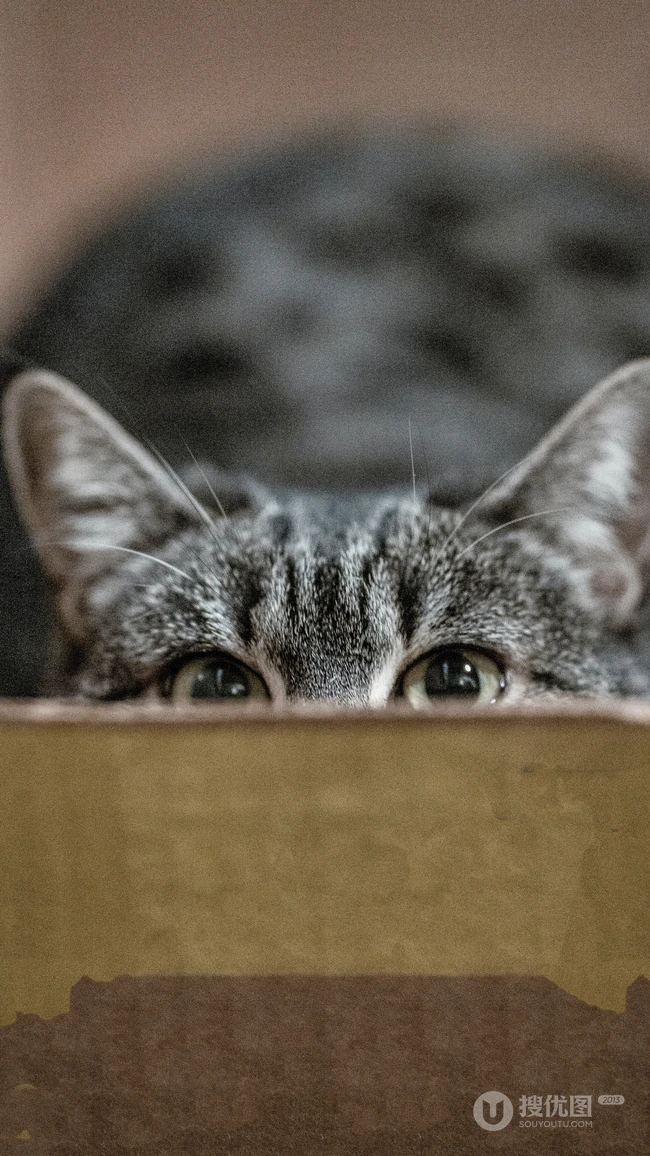 可爱的家养灰色萌猫高清4K手机壁纸套图