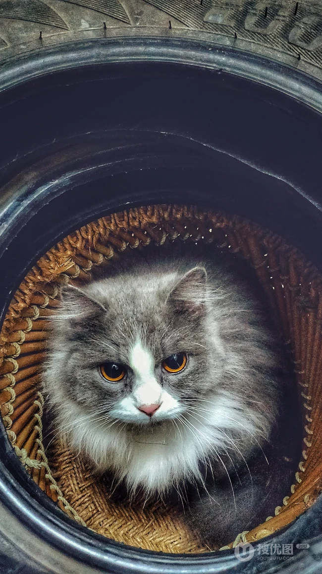 可爱的家养灰色萌猫高清4K手机壁纸套图