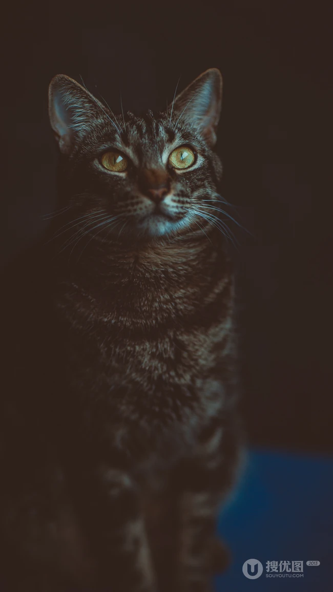 可爱的家养灰色萌猫高清4K手机壁纸套图
