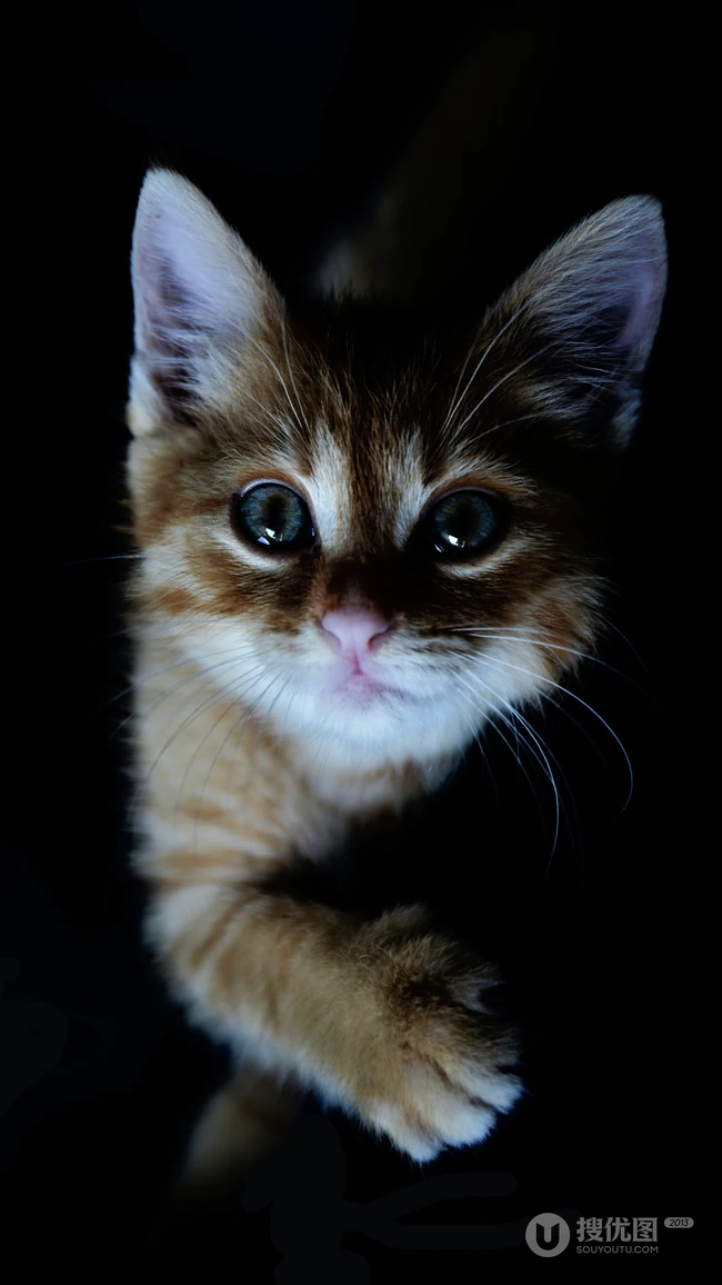 可爱的家养灰色萌猫高清4K手机壁纸套图