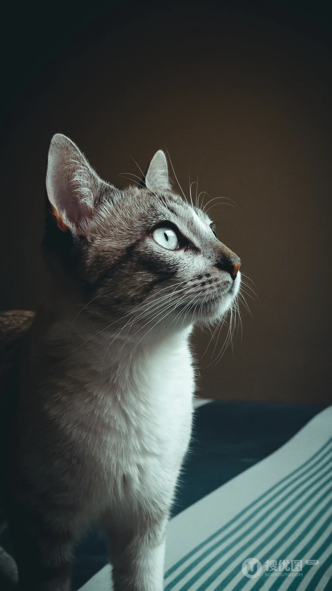 可爱的家养灰色萌猫高清4K手机壁纸套图