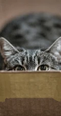 可爱的家养灰色萌猫高清4K手机壁纸套图