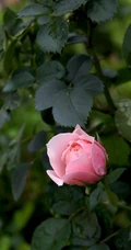 粉色花苞的漂亮月季花图片