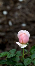 粉色花苞的漂亮月季花图片