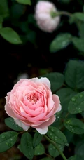 粉色花苞的漂亮月季花图片