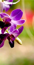 热带兰（洋兰）各种不同花型图片