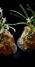 热带兰（洋兰）各种不同花型图片