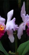热带兰（洋兰）各种不同花型图片