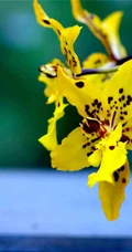 热带兰（洋兰）各种不同花型图片