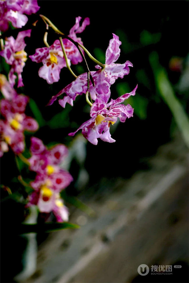 热带兰（洋兰）各种不同花型图片
