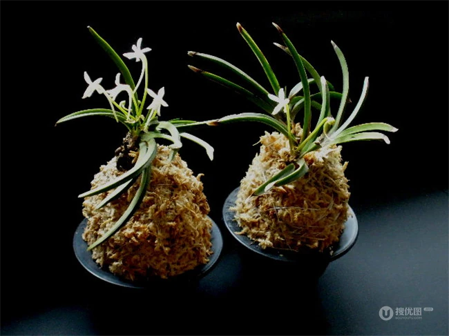 热带兰（洋兰）各种不同花型图片