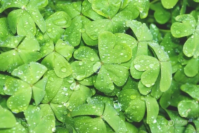 下雨后的三叶草唯美摄影图片