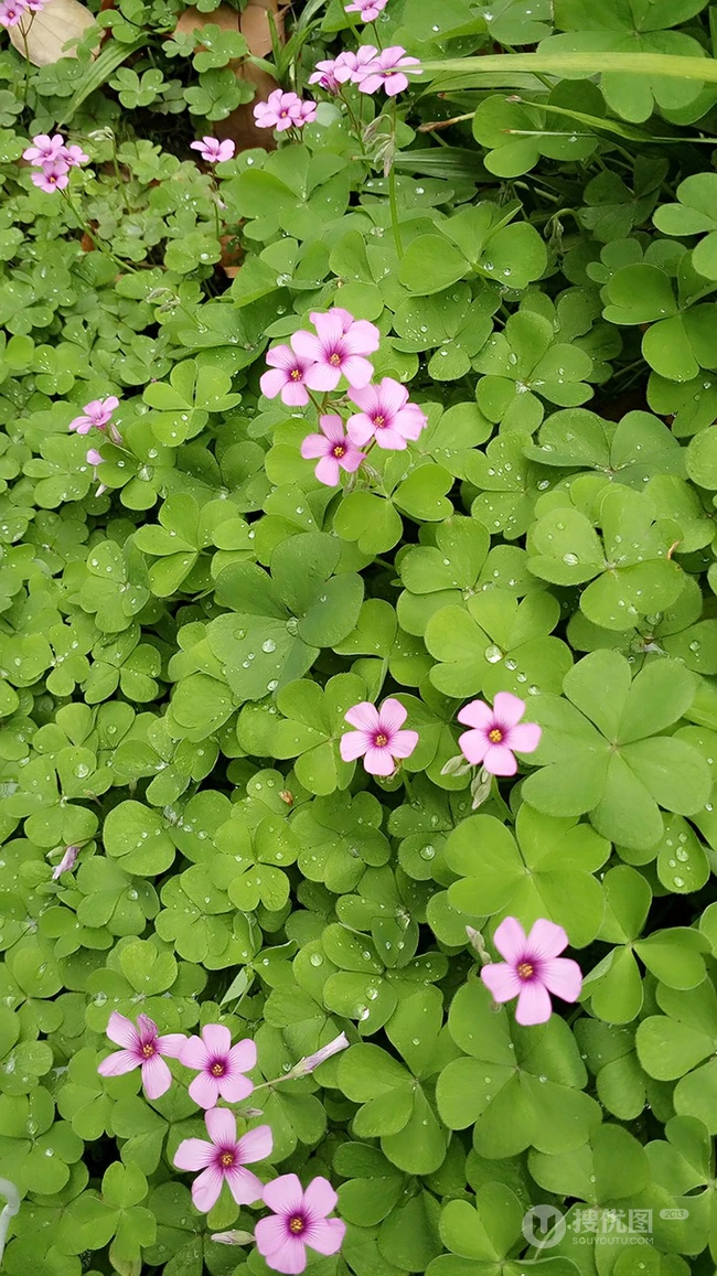 下雨后的三叶草唯美摄影图片