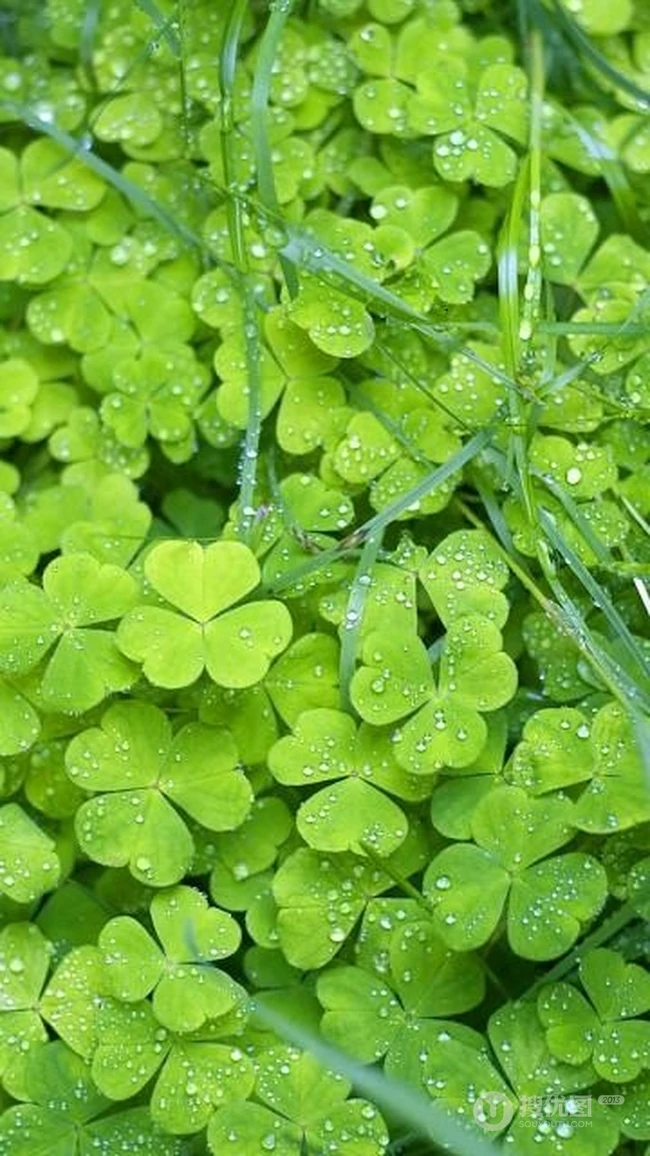 下雨后的三叶草唯美摄影图片