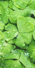 下雨后的三叶草唯美摄影图片