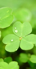 下雨后的三叶草唯美摄影图片