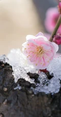 梅花图片，雪中盛开的唯美梅花摄影图片