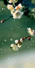 梅花图片，雪中盛开的唯美梅花摄影图片