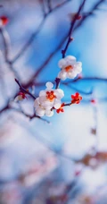 梅花图片，雪中盛开的唯美梅花摄影图片