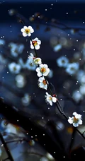 梅花图片，雪中盛开的唯美梅花摄影图片