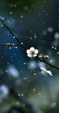梅花图片，雪中盛开的唯美梅花摄影图片