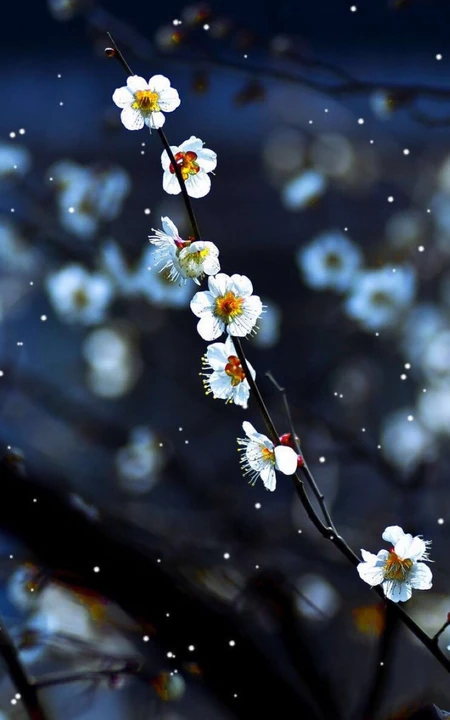 梅花图片，雪中盛开的唯美梅花摄影图片