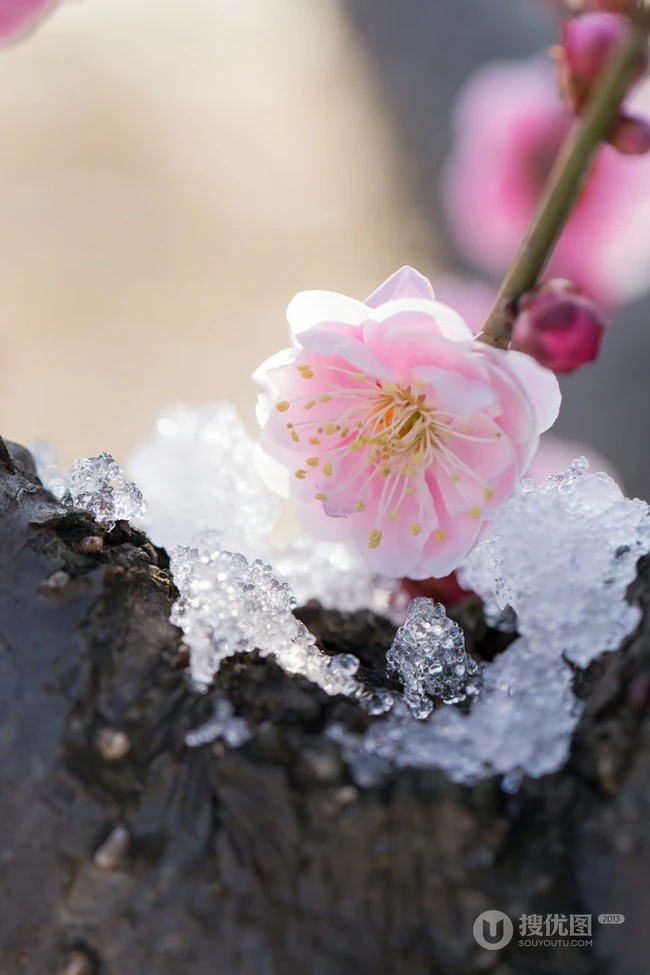 梅花图片，雪中盛开的唯美梅花摄影图片