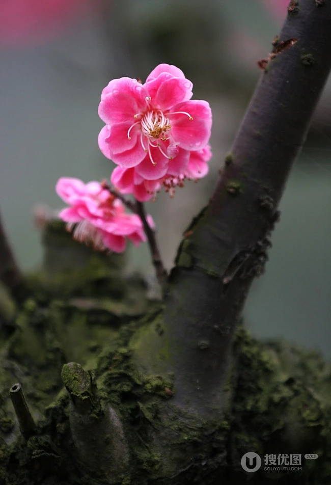 梅花图片，雪中盛开的唯美梅花摄影图片