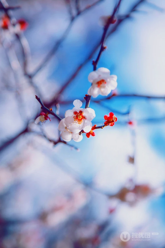 梅花图片，雪中盛开的唯美梅花摄影图片
