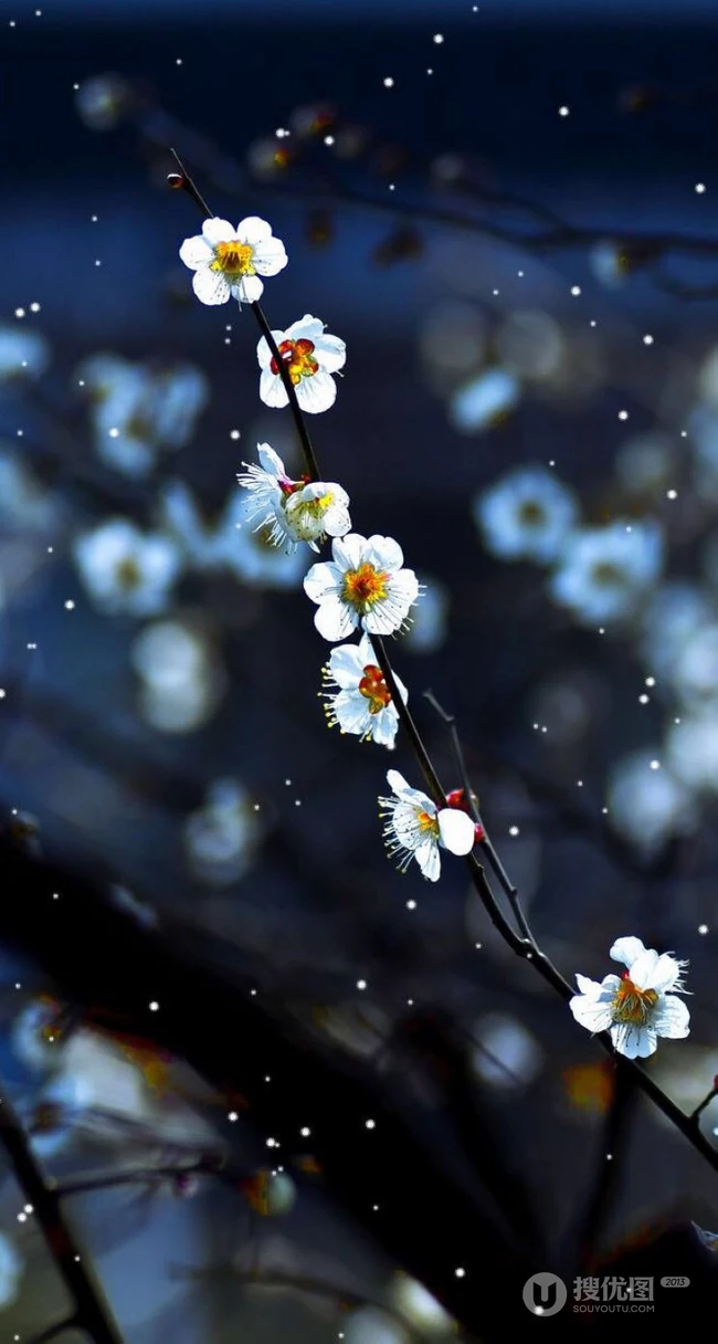 梅花图片，雪中盛开的唯美梅花摄影图片