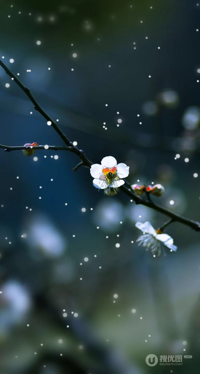 梅花图片，雪中盛开的唯美梅花摄影图片