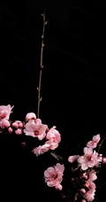 梅花图片，雪中盛开的唯美梅花摄影图片