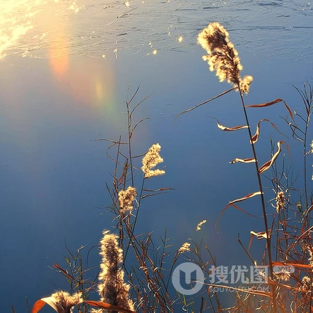 风景头像，生长在湖边的小清新芦苇景色头像图片