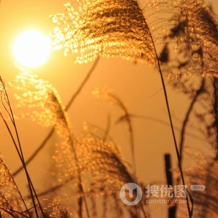 风景头像，生长在湖边的小清新芦苇景色头像图片