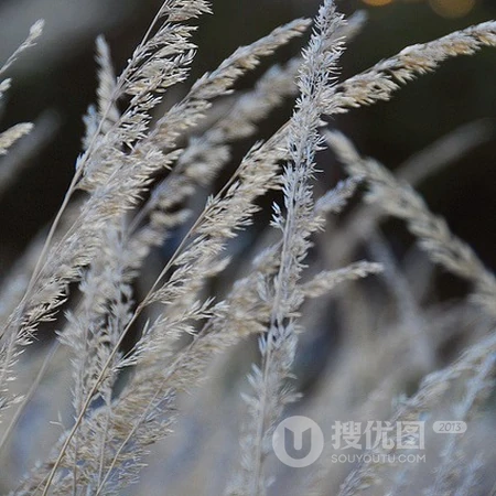 风景头像，生长在湖边的小清新芦苇景色头像图片