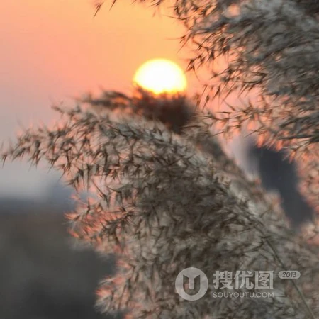 风景头像，生长在湖边的小清新芦苇景色头像图片