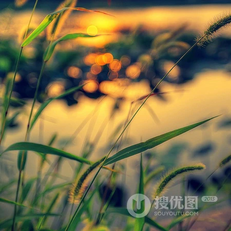 风景头像，生长在湖边的小清新芦苇景色头像图片