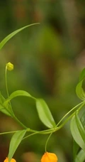 宫灯百合，难得一见的奇异花卉宫灯百合摄影美图