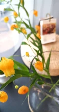 宫灯百合，难得一见的奇异花卉宫灯百合摄影美图