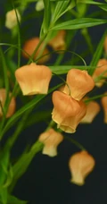 宫灯百合，难得一见的奇异花卉宫灯百合摄影美图