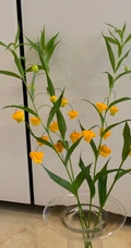 宫灯百合，难得一见的奇异花卉宫灯百合摄影美图