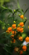 宫灯百合，难得一见的奇异花卉宫灯百合摄影美图