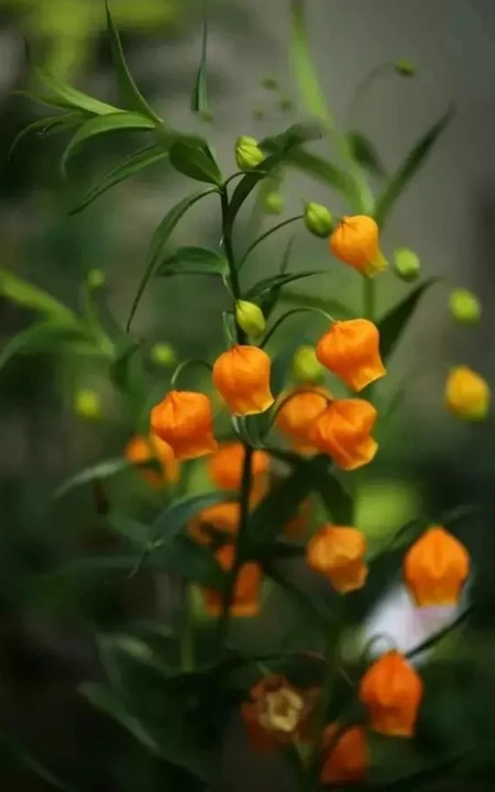 宫灯百合，难得一见的奇异花卉宫灯百合摄影美图