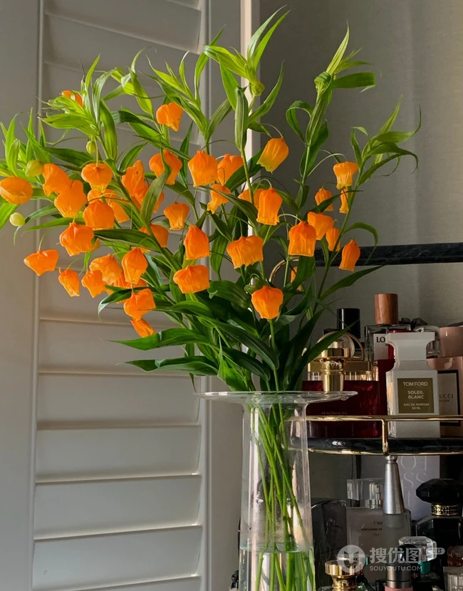 宫灯百合，难得一见的奇异花卉宫灯百合摄影美图